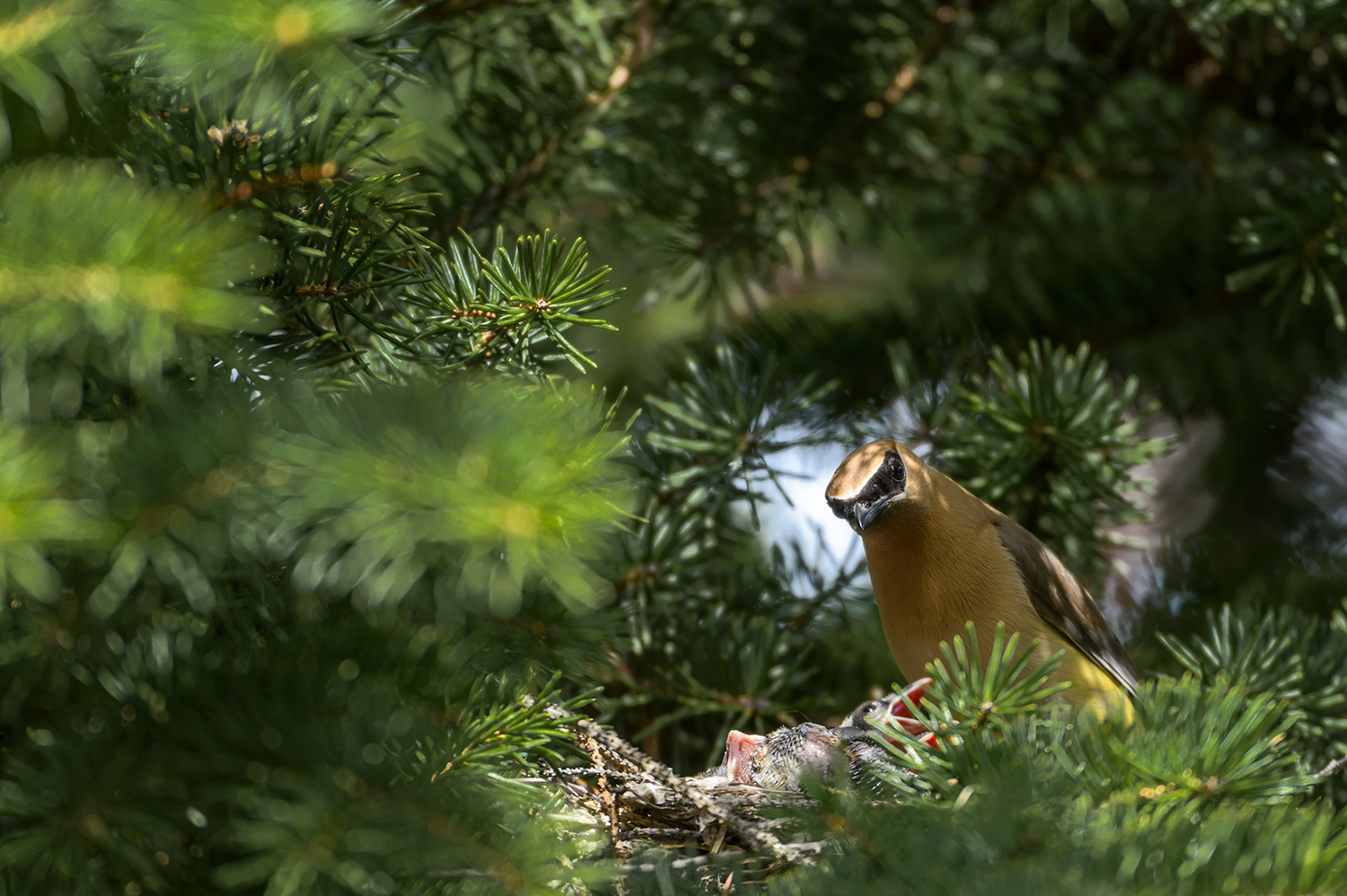 Cedar Waxwing on Nest with Four Chicks | Louise & Richard's Adventure ...